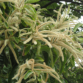 Plant Photo 6