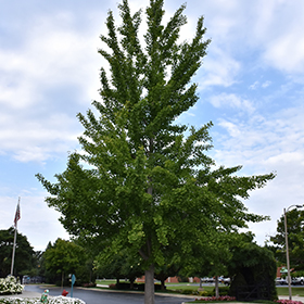 Plant Photo 6